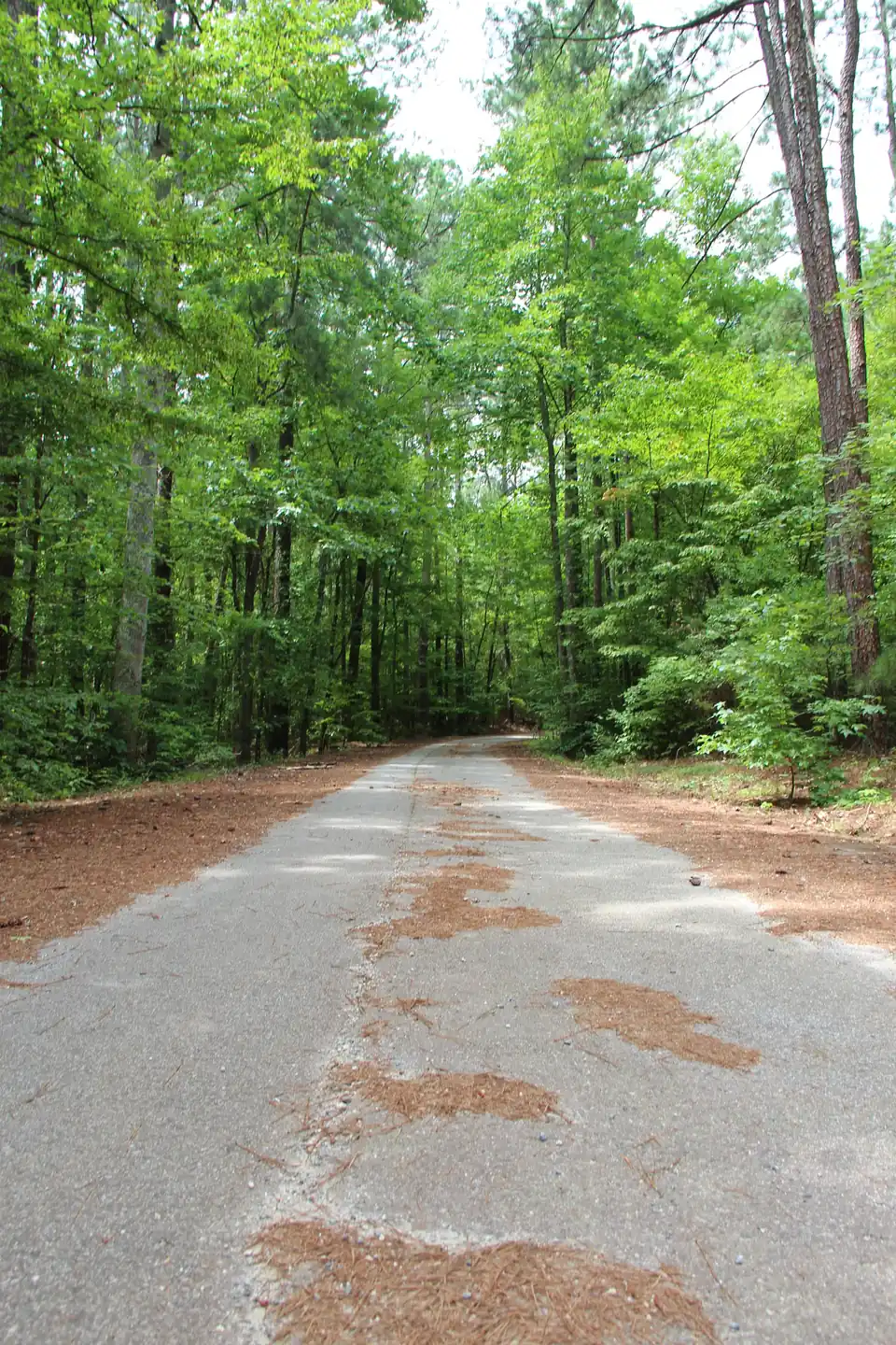 A narrow, crumbling old asphalt lane strewn with pine straw running straight through tall green summer woods (portrait frame)