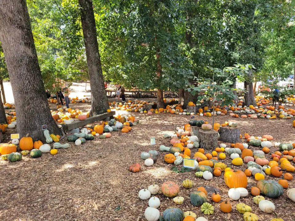 Hundreds of orange, white, green and striped pumpkins and gourds on wood chips beneath tall shade trees, small variety signs, a few distant visitors (not identifiable)